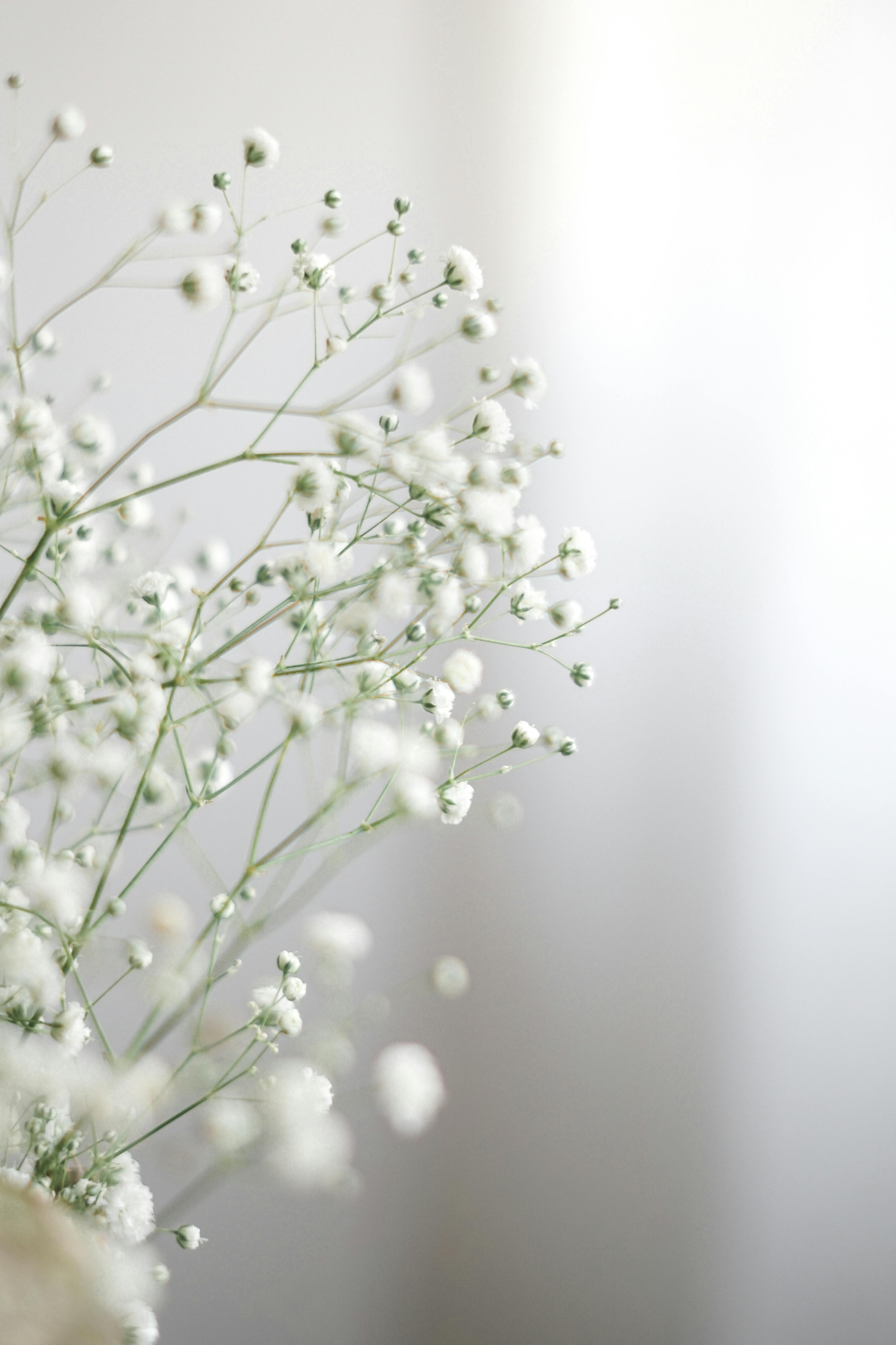 Gypsophila "Chispas"