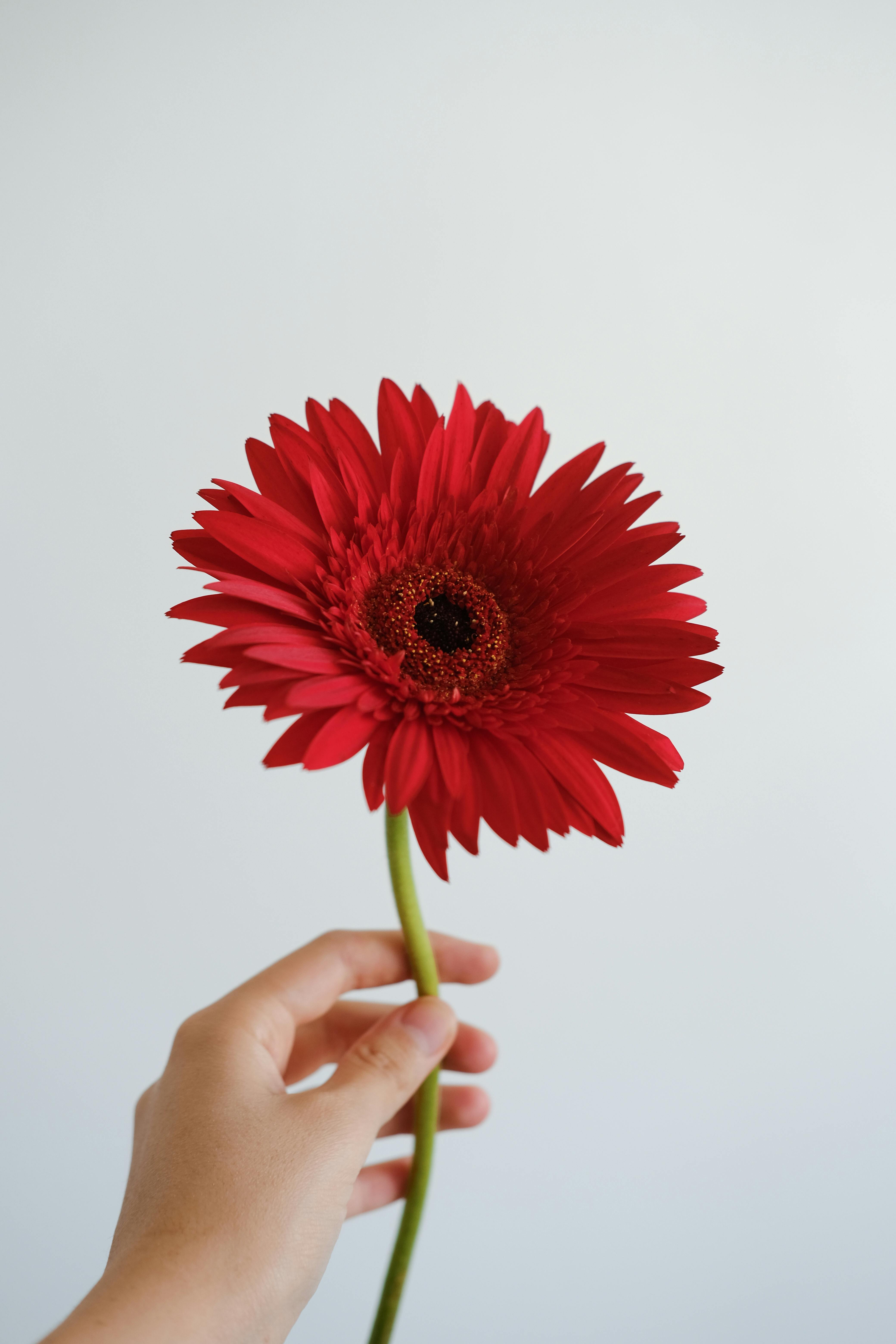 Gerbera