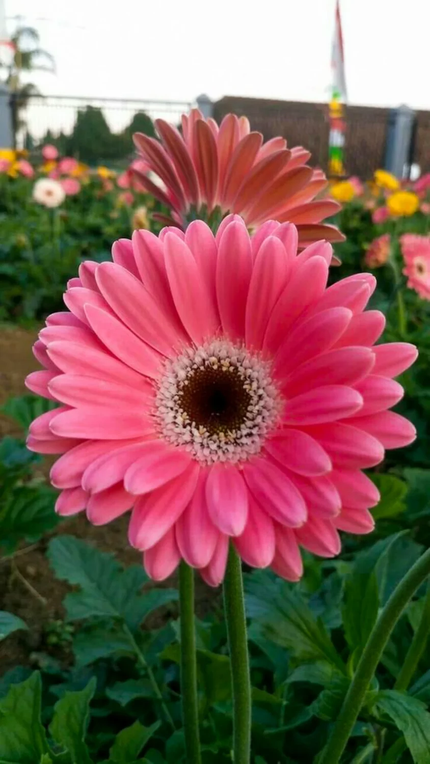 Gerbera 