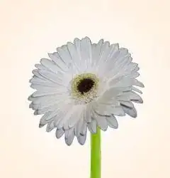 Gerbera