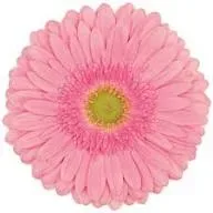 Gerbera 